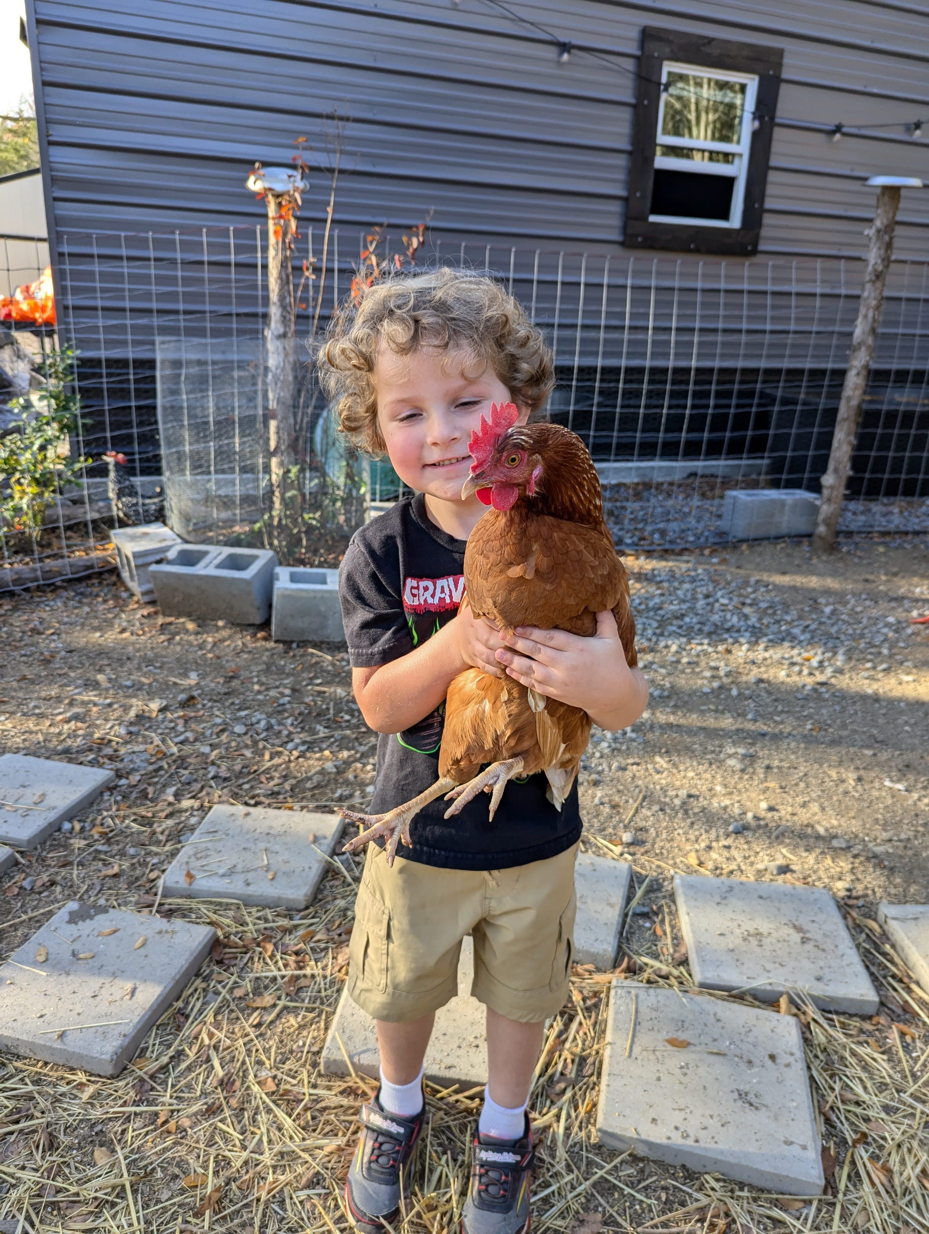 Chicken Wrangler